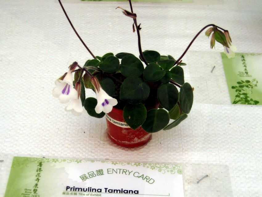 Primulina Tamiana 報春苣苔