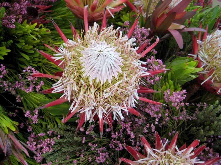 Protea cynaroides 'Madiba' 馬迪巴帝王花