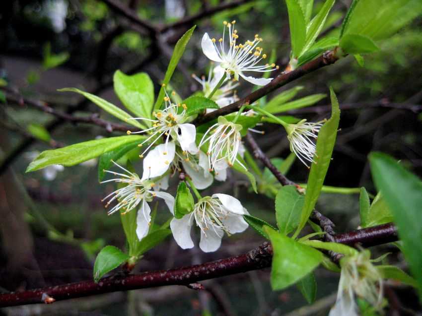 Prunus salicina 李