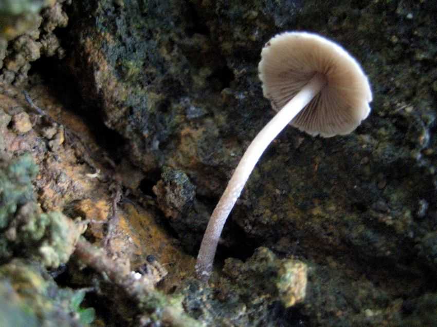 Psathyrella gracilis 纖細脆柄菇