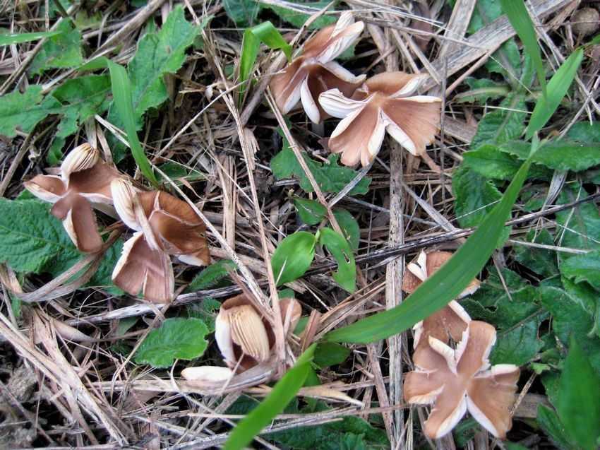 Psathyrella sp. 脆柄菇屬