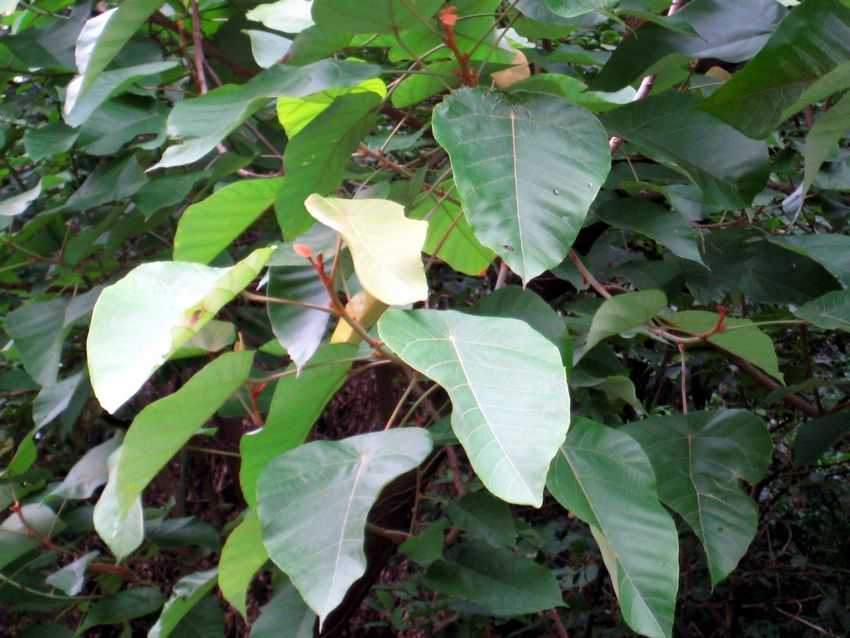Pterospermum heterophyllum 半楓荷