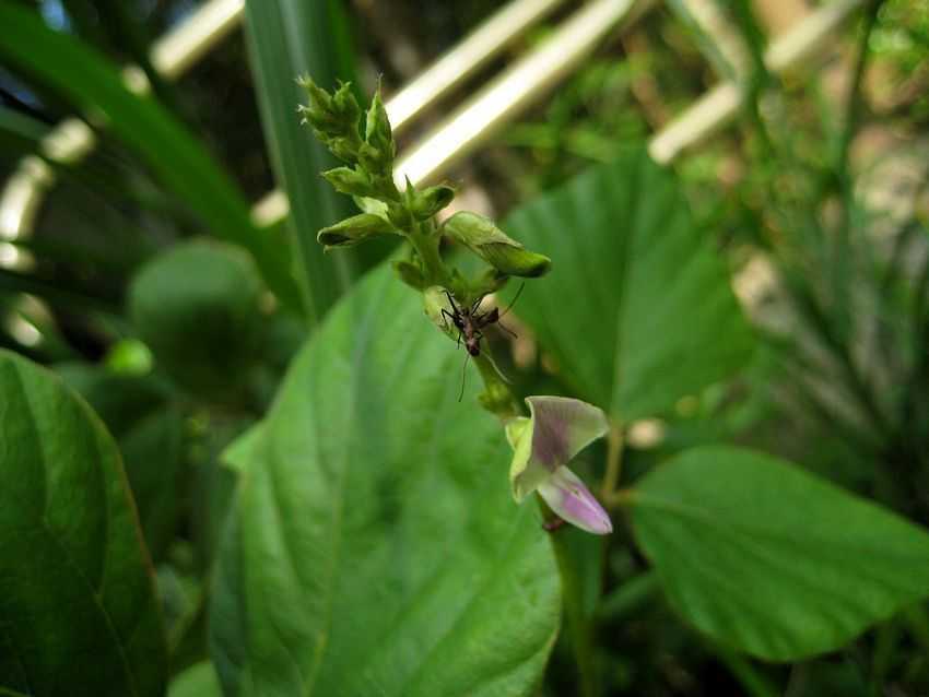 Pueraria phaseoloides 三裂葉葛藤