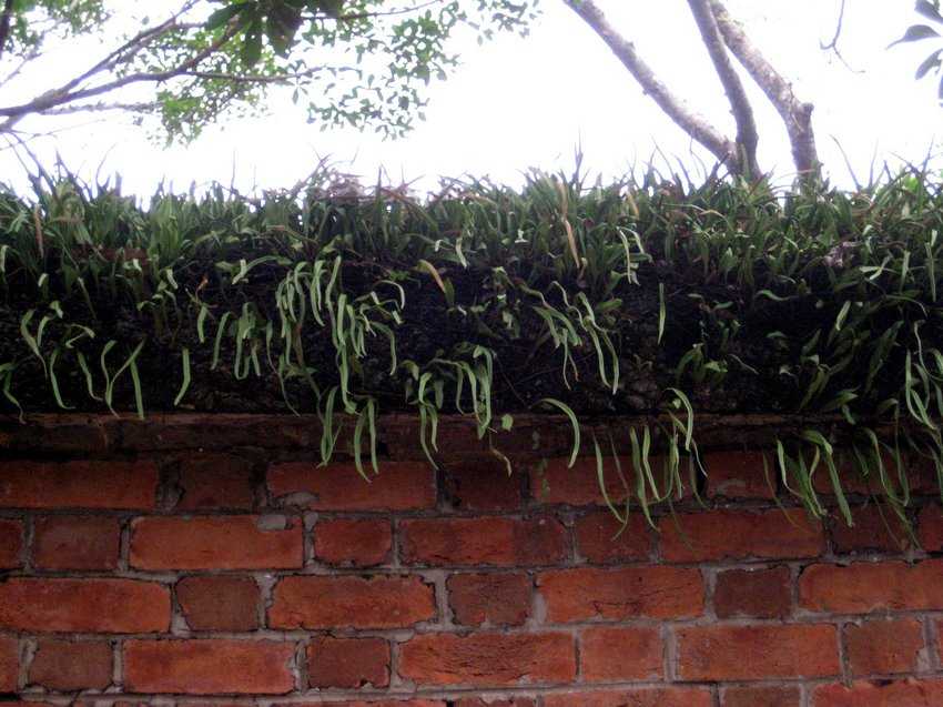 Pyrrosia longifolia 長葉石韋