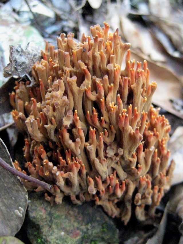 Ramaria formosa 美麗枝瑚菌