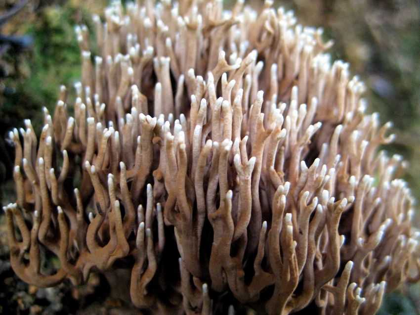 Ramaria sp. 白端枝瑚菌