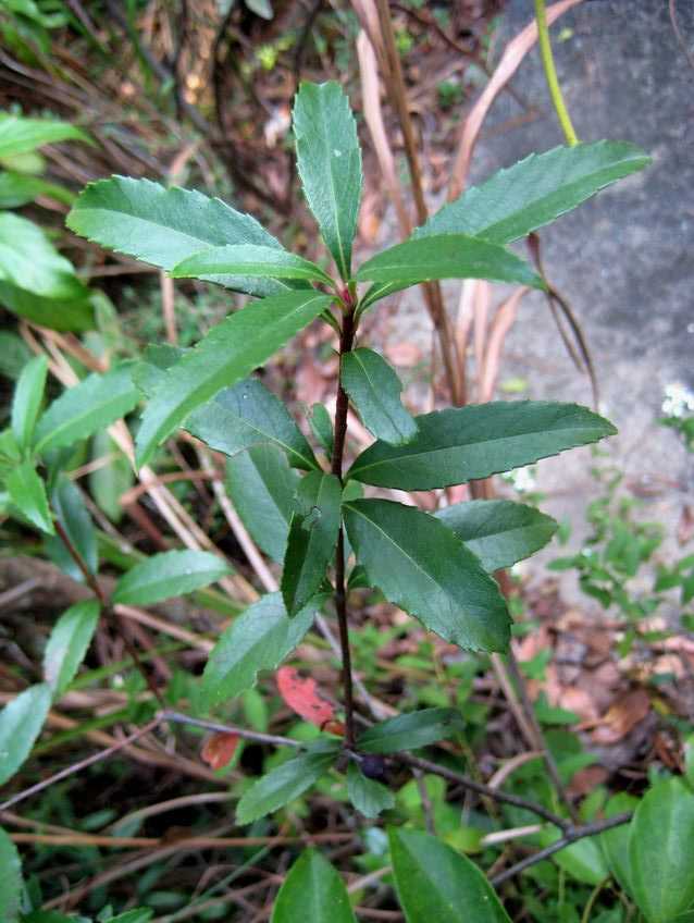 Rhaphiolepis salicifolia 柳葉石斑木