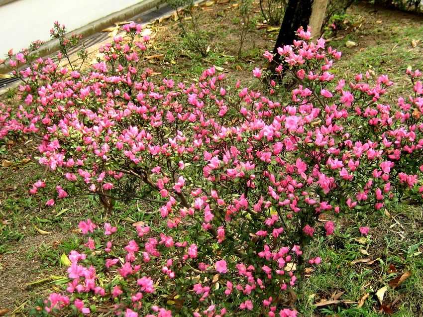 Rhododendron minutiflorum 細花杜鵑