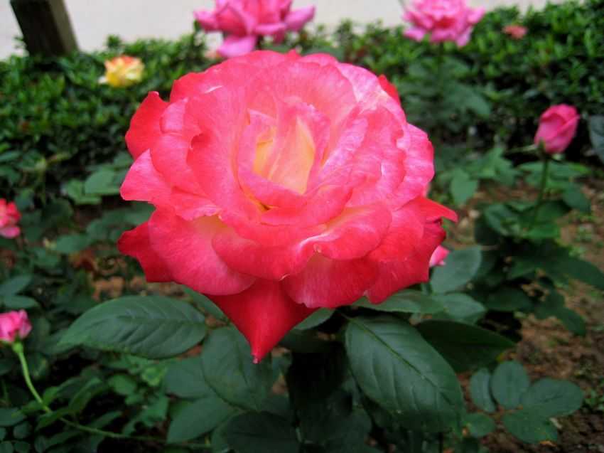Rosa x hybrida 玫瑰
