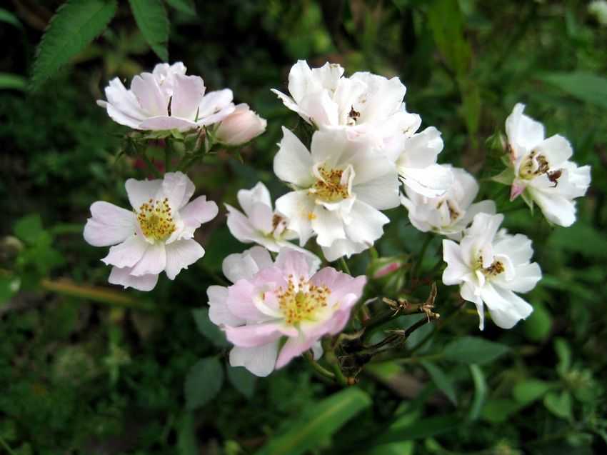 Rosa kwangtungensis v plena 重瓣廣東薔薇