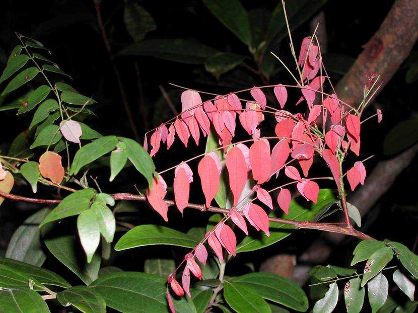 Rourea microphylla 紅葉藤