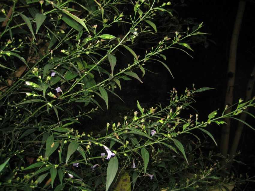 Ruellia brittoniana(slender stemmed) 高瘦翠蘆莉