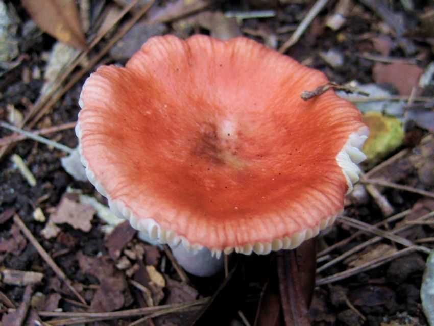 Russula emetica 毒紅菇