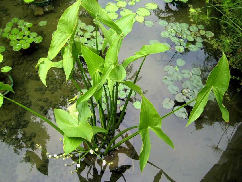 Sagittaria sagittifolia 慈菇