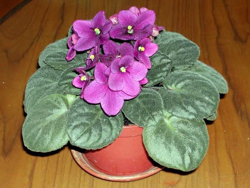 Saintpaulia ionantha 非洲紫蘿蘭