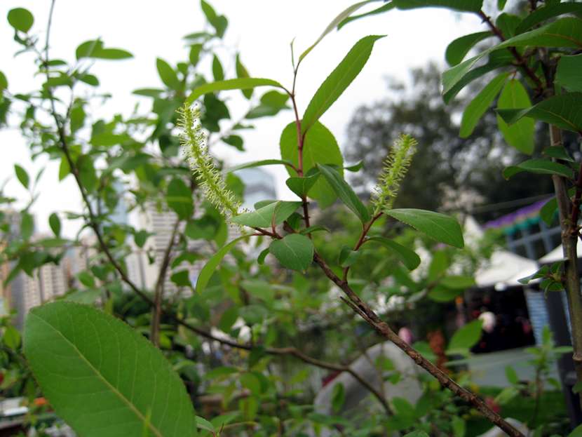 Salix magnifica 大葉柳