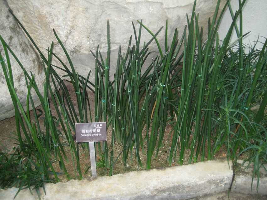 Sansevieria cylindrica 圓柱虎尾蘭