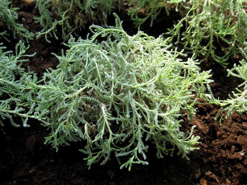 Santolina chamaecyparissus 綿杉菊