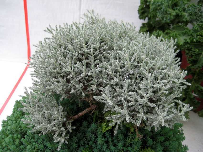 Santolina chamaecyparissus 綿杉菊