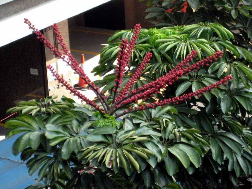 Schefflera actinophylla 傘樹