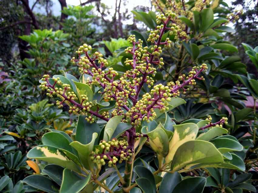 Schefflera arboricola 'Hong Kong' 香港鵝掌藤