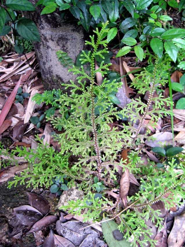 Selaginella remotifolia 疏葉卷柏