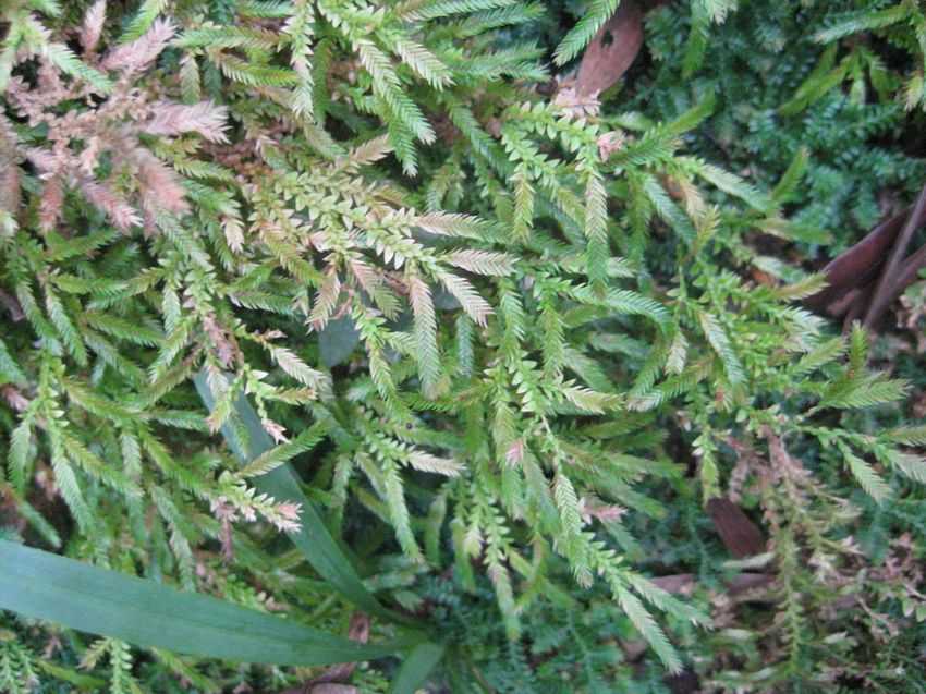 Selaginella xipholepis 劍葉卷柏