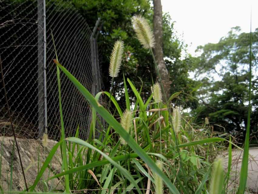 Setaria viridis 狗尾草
