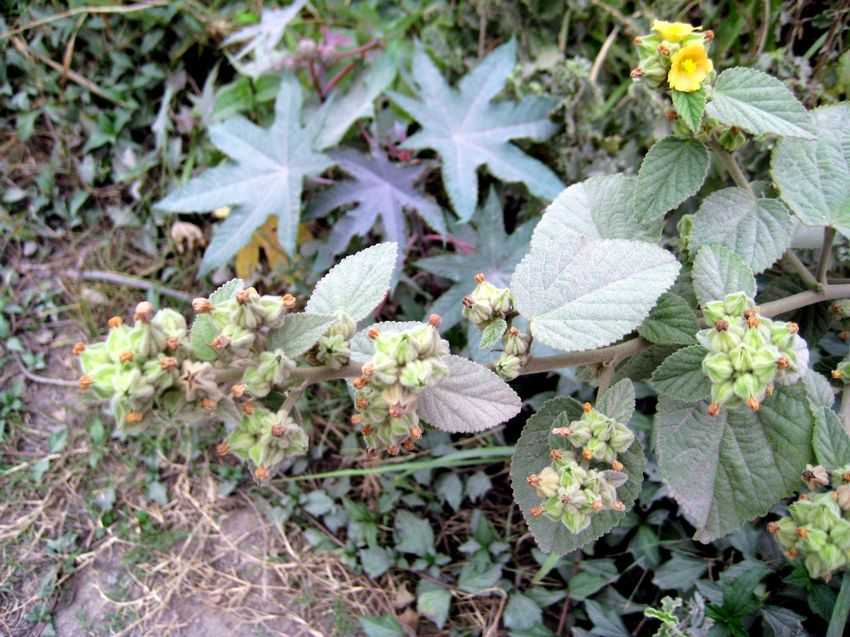 Sida cordifolia 心葉黃花棯