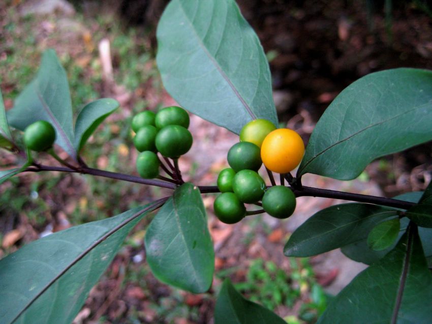 Solanum diphyllum 瑪瑙珠 茄科 (2009-12-26)