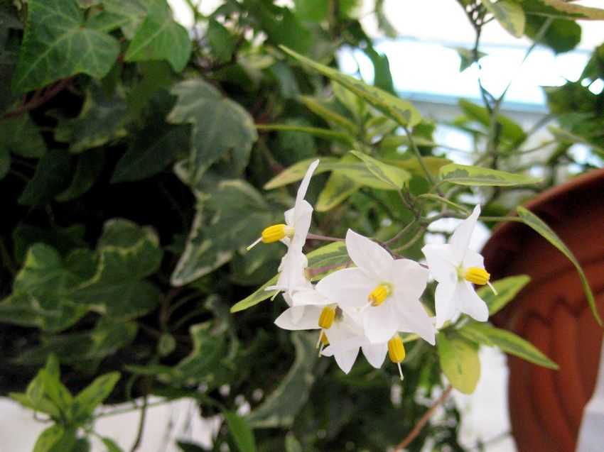 Solanum jasminoides 'Variegata' 花葉蔓花茄