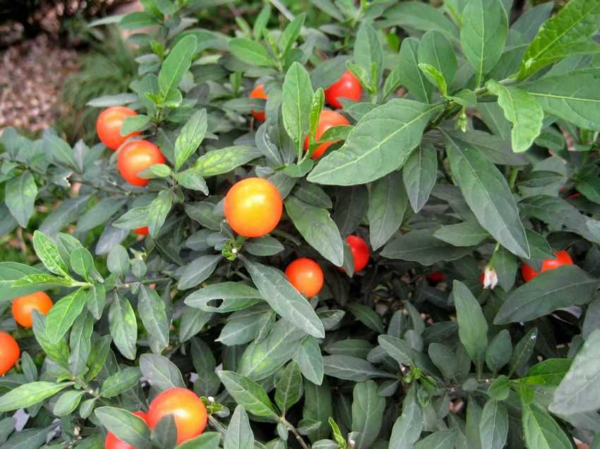 Solanum pseudo-capsicum 吉慶果