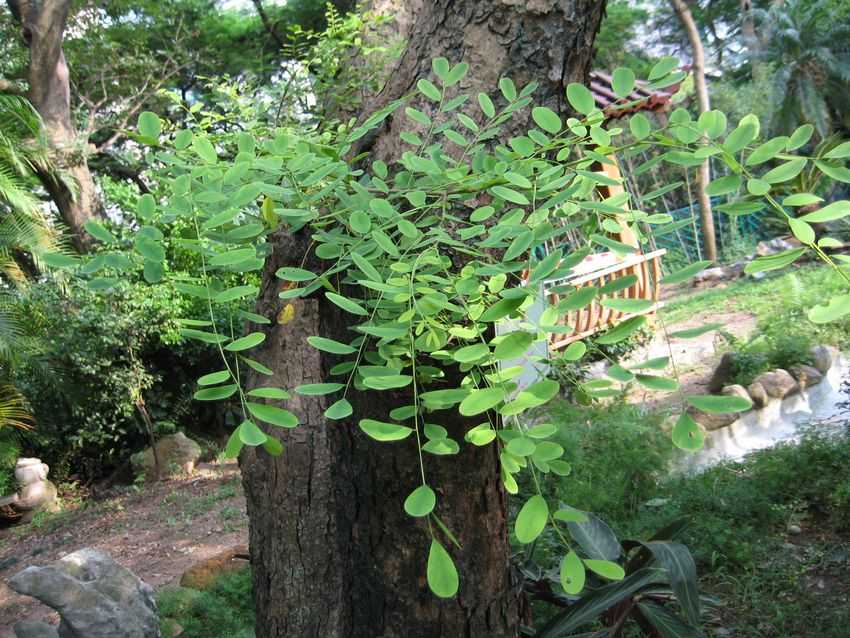 Sophora japonica 槐樹