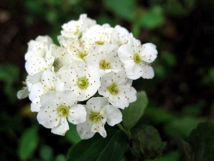Spiraea x vanhouttei 菱葉繡線菊