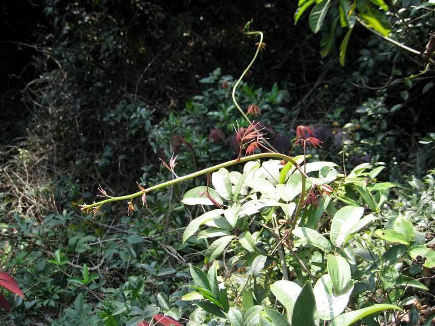 Stauntonia chinensis 七葉蓮