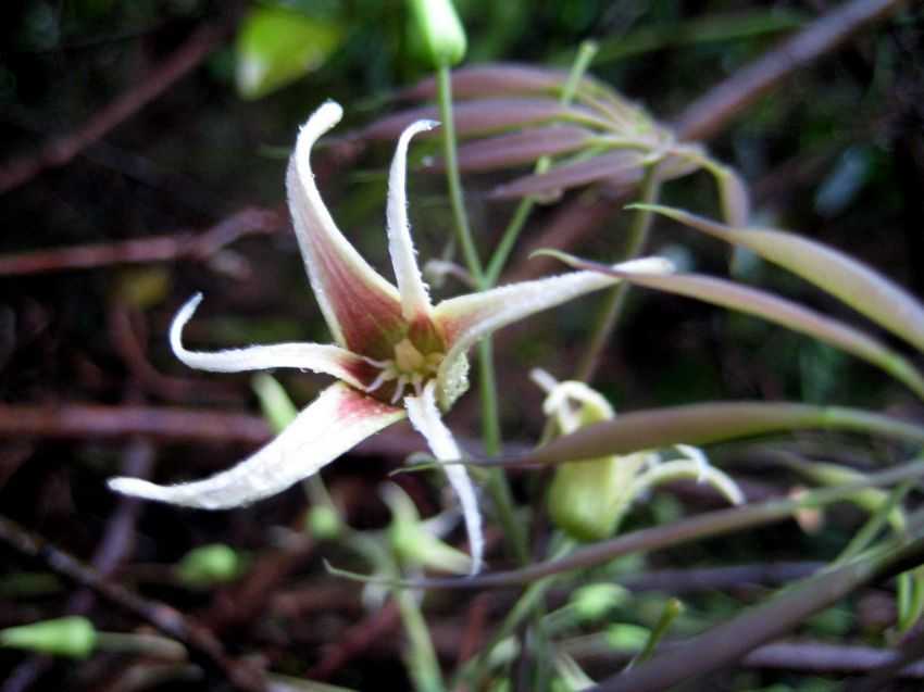 Stauntonia chinensis 七葉蓮