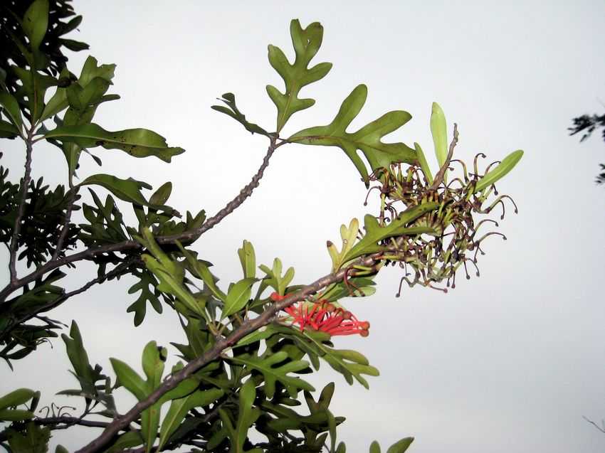 Stenocarpus sinuatus 火輪樹
