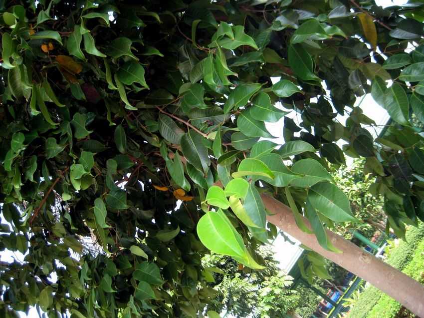 Syzygium oblatum 高檐蒲桃