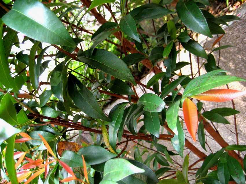 Syzygium rehderianum 紅枝蒲桃