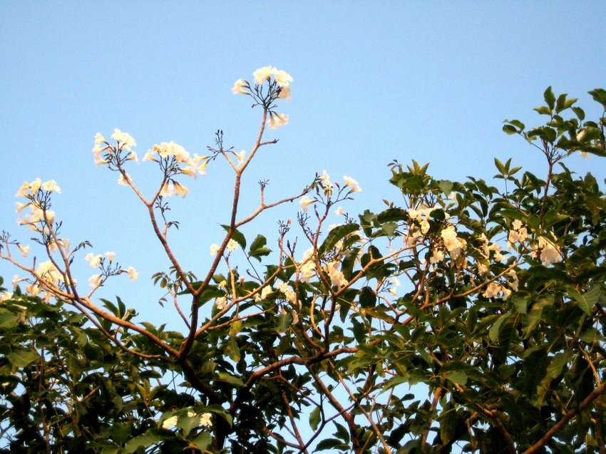 Tabebuia rosea alba 白玫瑰鐘木