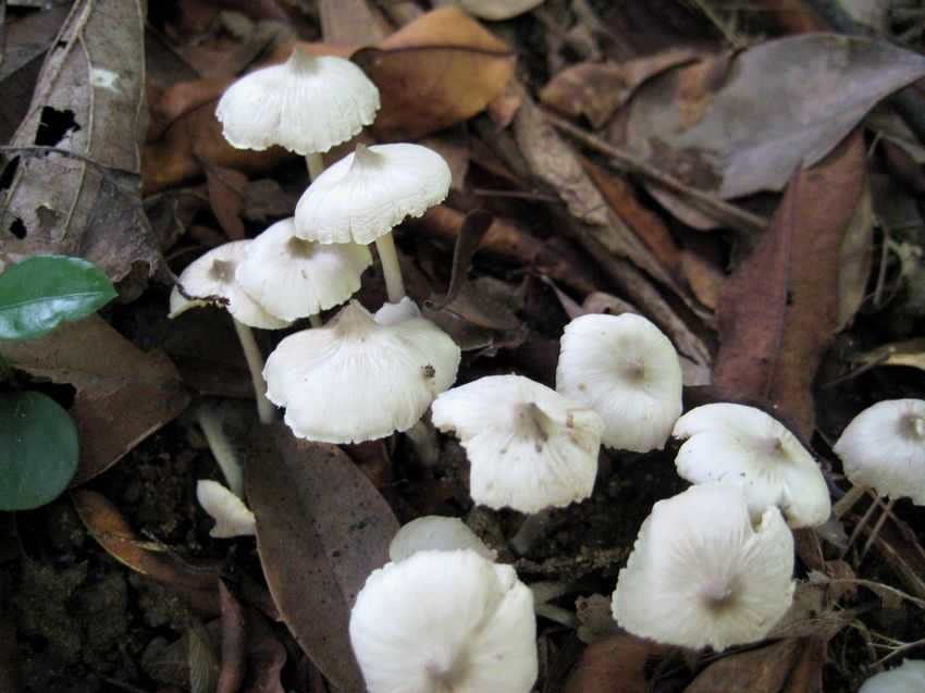 Termitomyces microcarpus 小白蟻傘