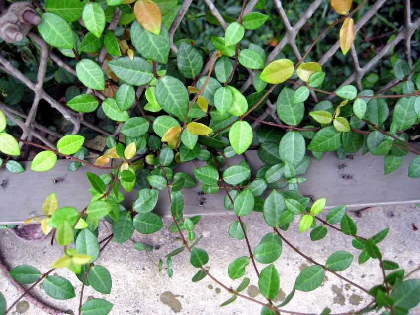 Trachelospermum asiaticum 小金絡石