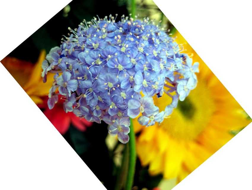 Trachymene caerulea 藍織帶花