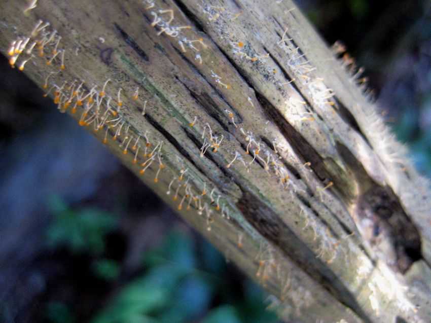 Trichia decipiens 長尖團毛黏菌