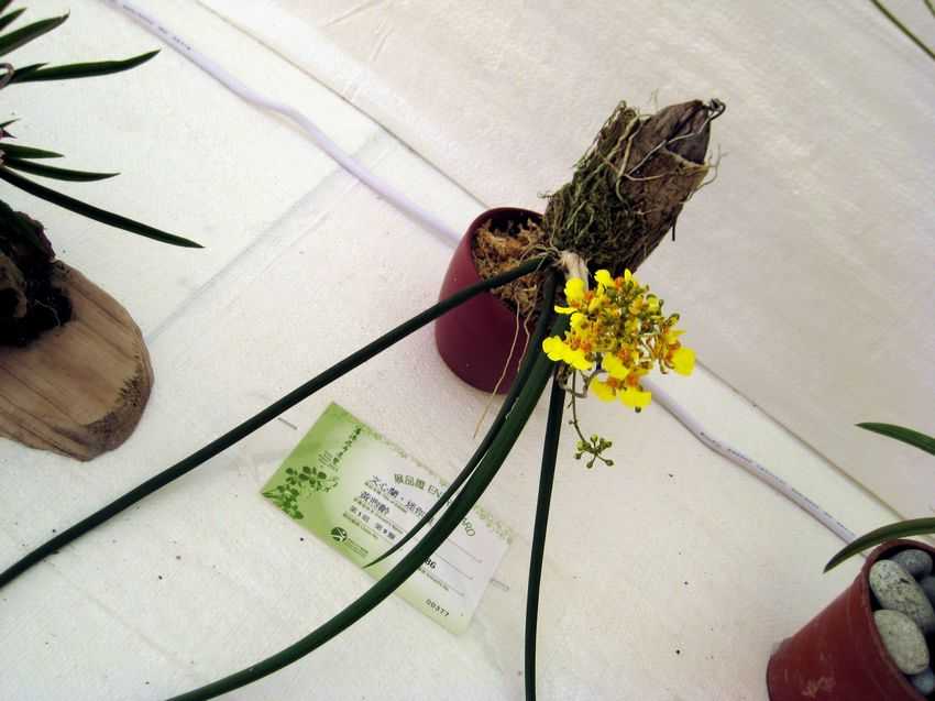 Trichocentrum cebolleta 棒葉文心蘭
