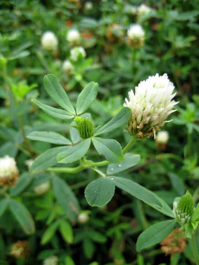 Trifolium alexandrinum 埃及三葉草