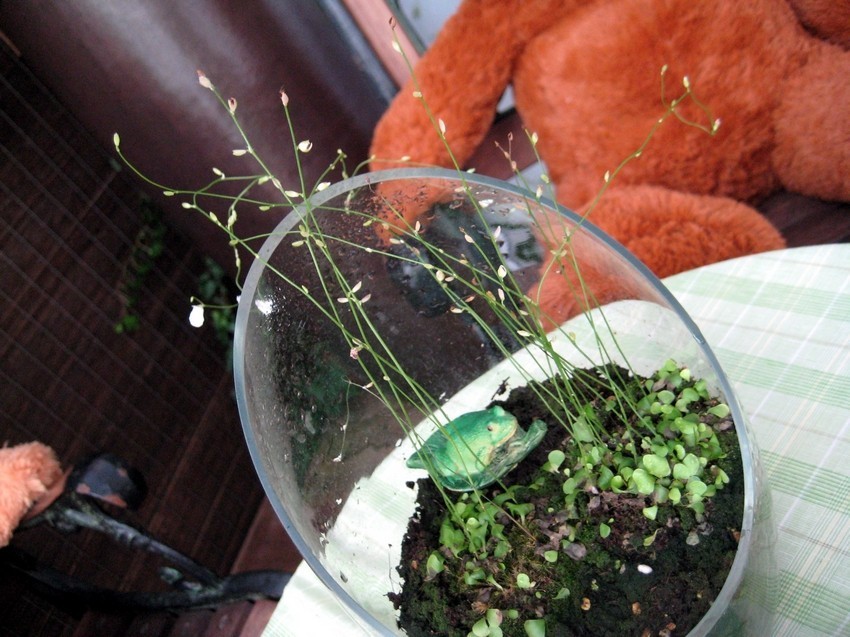 Utricularia livida 利維達狸藻