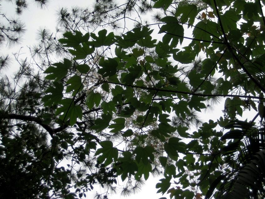 Vernicia montana 木油桐