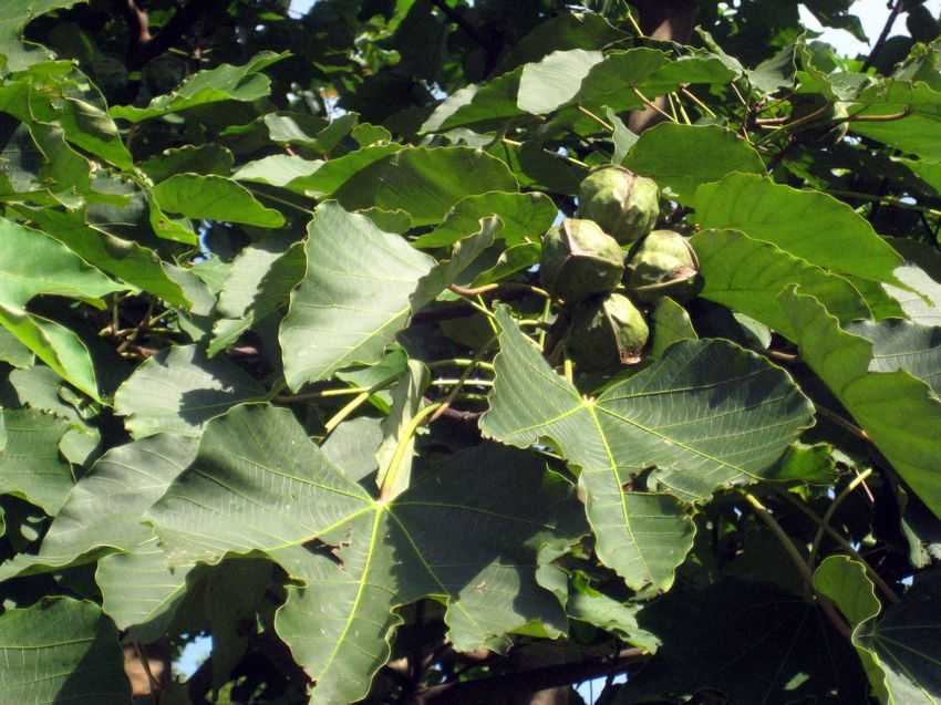 Vernicia montana 木油桐
