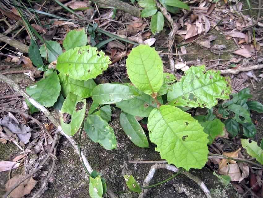 Vernonia solanifolia 茄葉斑鳩菊